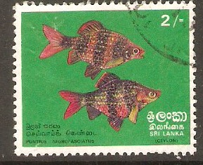Sri Lanka 1972 2r Fishes series. SG597. Black ruby barb.