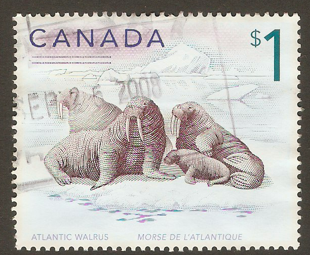 Canada 1997 $1 Atlantic Walrus - Mammals series. SG1758.