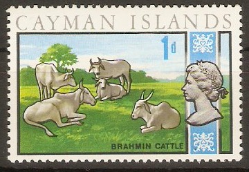 Cayman Islands 1969 1d Brahmin Cattle. SG223.