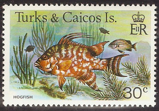 Turk and Caicos Islands 1978 30c Fishes series. SG524A.