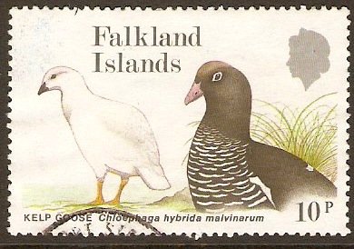 Falkland Islands 1988 10p Geese Series. SG559.
